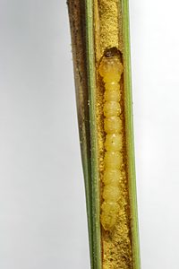 Synechocera deplana, PL0673A, larva, in Gahnia sieberiana (PJL 2652) culm, SL, 15.1 × 2.0 mm